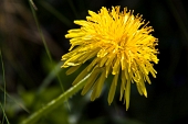 28_Fiori gialli
